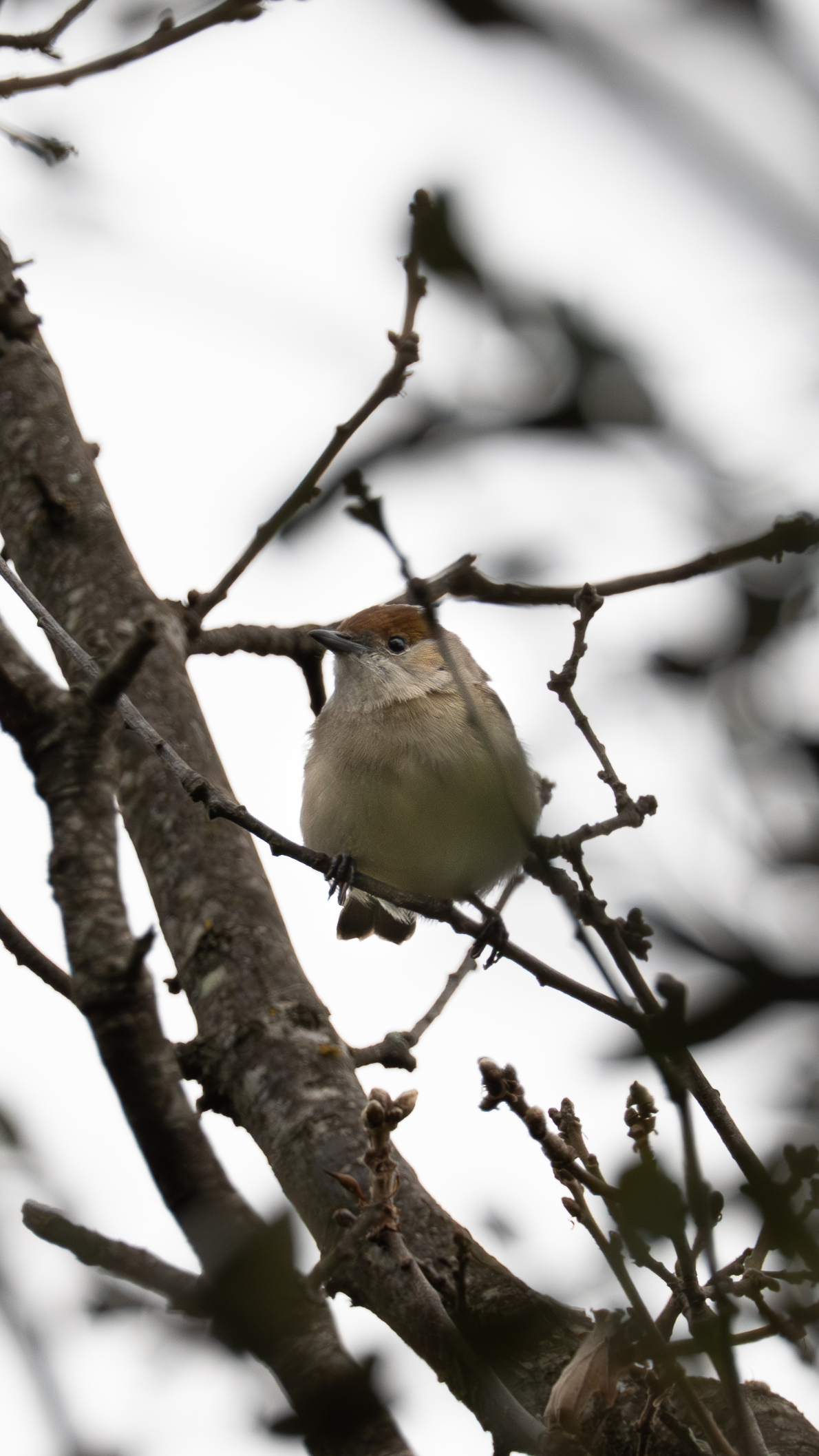 Photographie animalière
